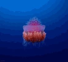 Jellyfish Egg Jellyfish GIF - Jellyfish Egg Jellyfish Thanos Atha ...