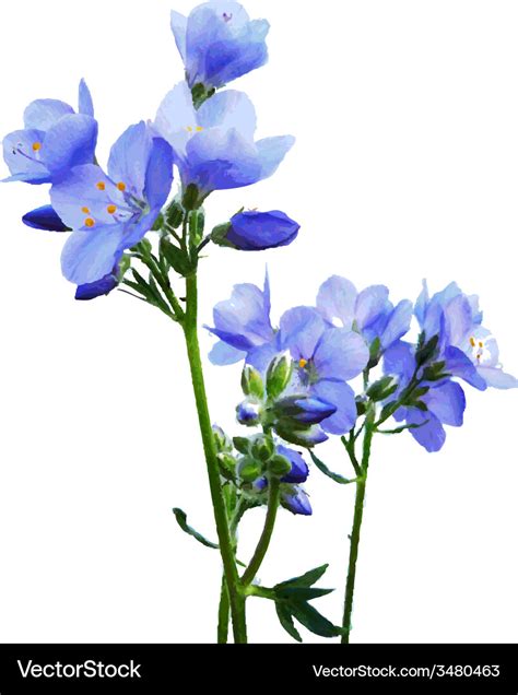 Blue watercolor flowers Royalty Free Vector Image