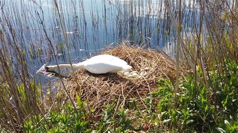 Swan making nest - YouTube