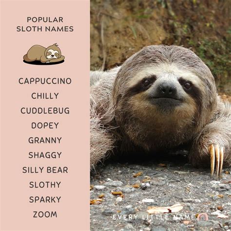 200+ Best Sloth Names (Cute, Funny, and Cool) - Every Little Name