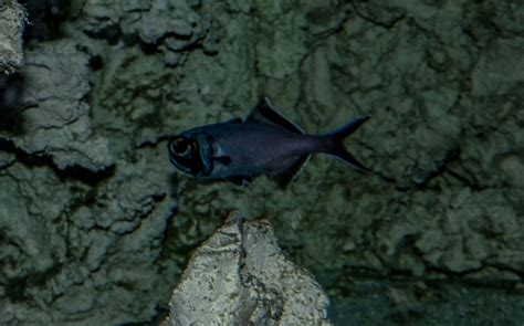 flashlight fish - Aquarium de Vendée