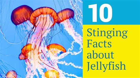 10 Stinging Facts about Jellyfish - YouTube