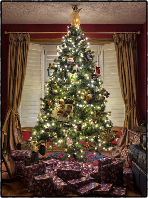 How did evergreen trees become a symbol for Christmas? - MSU Extension