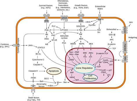 Signal Transduction: Definition, Pathways, Examples | Biology Dictionary