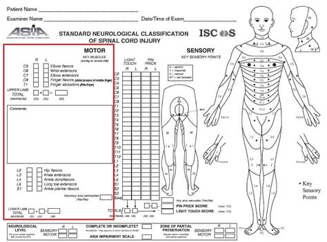 Myotomes - Development - Distribution - TeachMeAnatomy