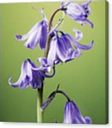Spanish Bluebell Flower Photograph by Sheila Terry/science Photo Library - Fine Art America
