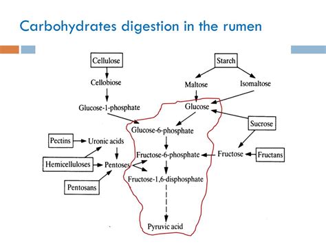 PPT - Rumen microbes & nutrients PowerPoint Presentation, free download - ID:2436437