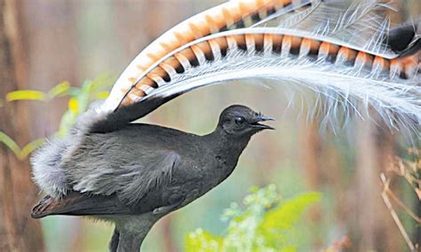 Birds with fancy tail feathers - Magazines - DAWN.COM