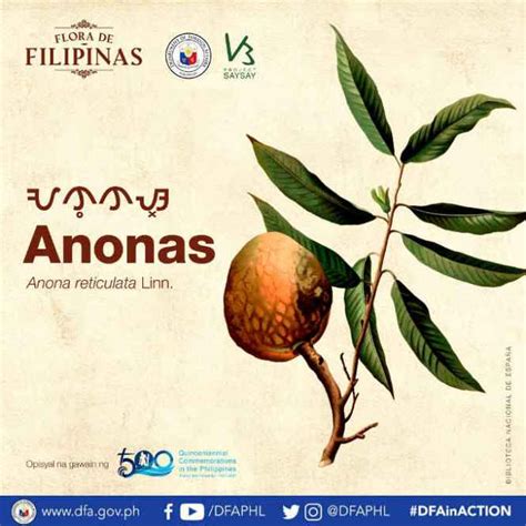 Anonas Fruit - The Philippines Today