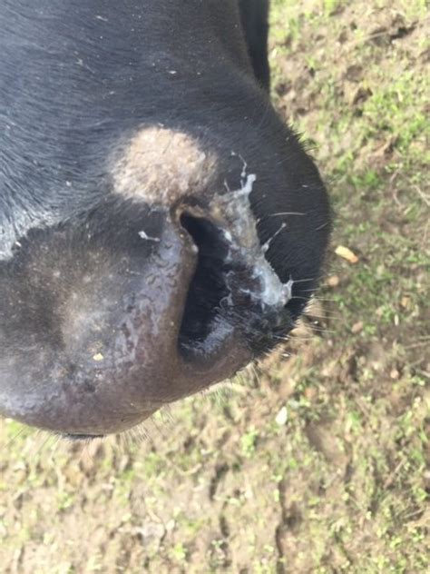 Dandruff, Ringworm, and Lice...yuck! - Stock Show Stories Understand ...