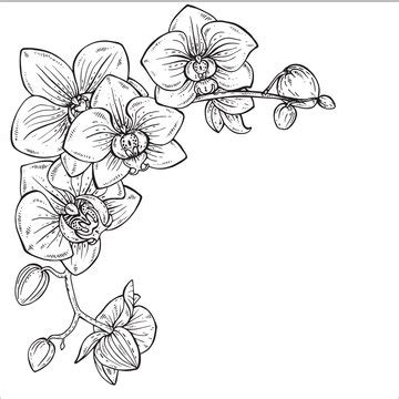 Orchid Drawings In Pencil Step By Step