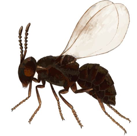 Flying Ants Infestation: How to Get Rid of Them? 0 Pest