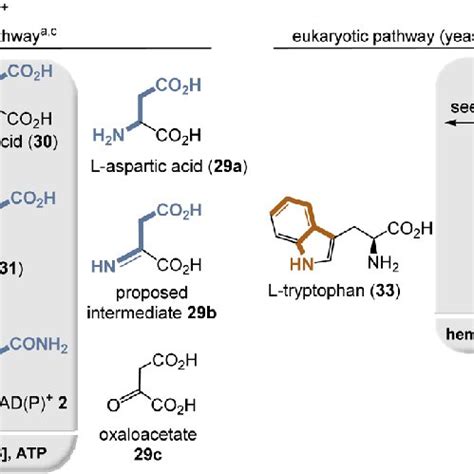 Summary of PQQ biosynthesis: building blocks are marked in sienna and ...