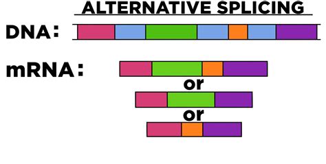 What Are Introns? — Definition & Role in Transcription - Expii