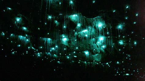 [PHOTOGRAPHY] Natural Wonders: Glow Worms in Waitomo New Zealand Caves - ART FOR YOUR WALLPAPER