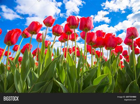 Spring Tulip Flower Image & Photo (Free Trial) | Bigstock