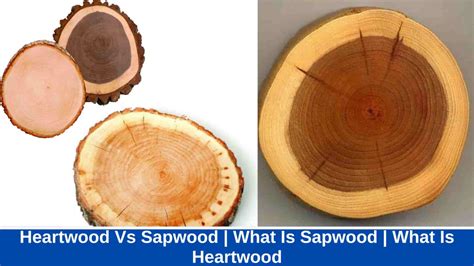 Difference Between Heartwood and Sapwood | What Is Sapwood | What Is ...