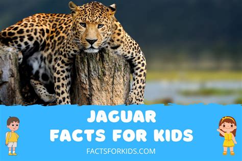 16 Jaguar Facts for Kids to Pounce into Fun – Facts For Kids