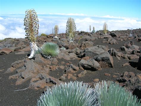 Silver Sword plants Haleakala National Park, Maui, Hawaii | Hawaii, Haleakala national park ...