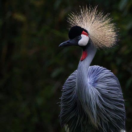 The Grey Crowned Crane - Uganda’s Majestic National Bird