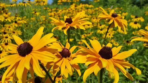 Black-Eyed Susan Flower