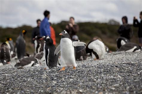 3 Places Where You Can See Penguins in Patagonia | Say Hueque