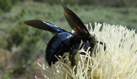 Wildlife Wednesday: California Carpenter Bee | Red Rock Canyon Las Vegas