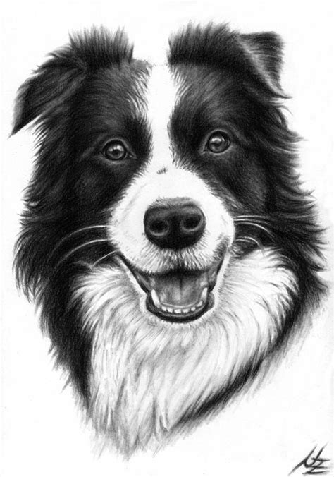 65+ Easy Border Collie Dog Drawing Pic - Codepromos