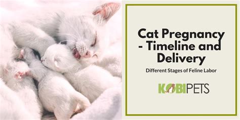 Cat Pregnancy Timeline and Labor Advice - Kobi Pets