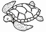 Free Printable Turtle Coloring Pages For Kids sketch template