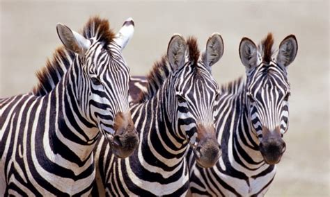 Why Do Zebras Have Stripes? To Create Optical Illusions | 6-12