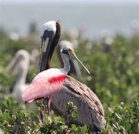 Coastal Protection and Restoration AuthorityEndangered Sea Turtles and ...