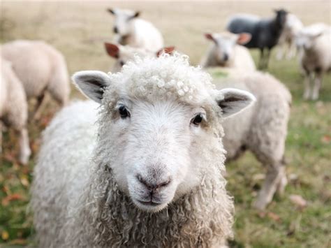 What is the Plural of Sheep? | The Word Counter