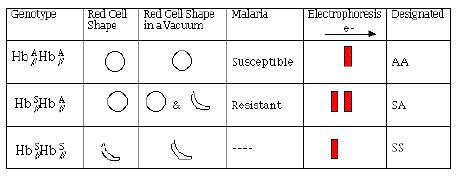 Sickle Cell Anemia