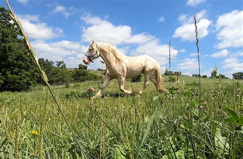 About The Endangered American Cream Draft Horse — DiscoverTheHorse