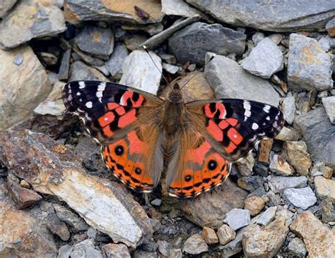 Butterflies of the Andes - Vanessa braziliensis painted lady I Miss You Grandma, Papillion ...