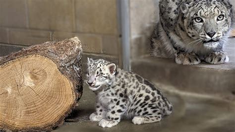 Baby snow leopard makes first appearance at Como Zoo - KSTP.com 5 ...