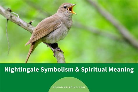 Nightingale Symbolism and Spiritual Meaning (Totem, Spirit, and Omens) - Sonoma Birding