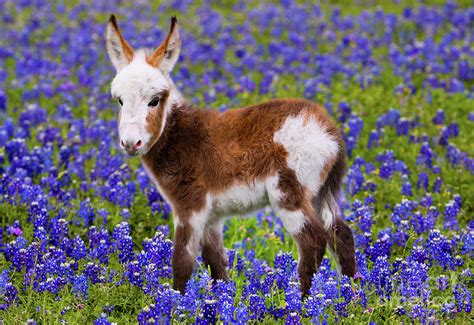 Donkey Foal Photograph by Randy Smith | Fine Art America