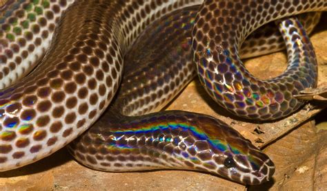 It doesn’t get much better than this rainbow ‘Sunbeam Snake’ - Australian Geographic