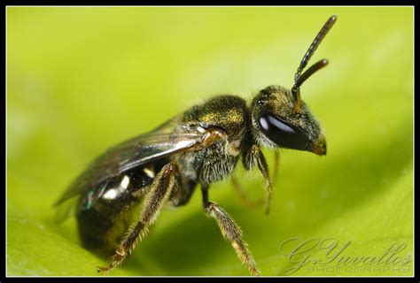 Small Bee | ... a small bee warming up in our neighborhood. | Gerald Yuvallos | Flickr