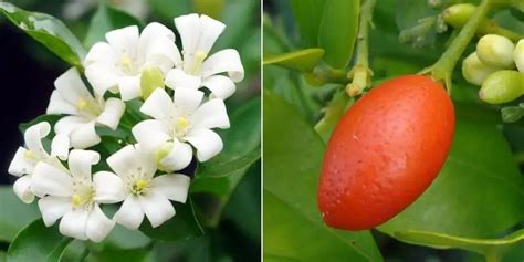 Jasmine Orange bonsai care