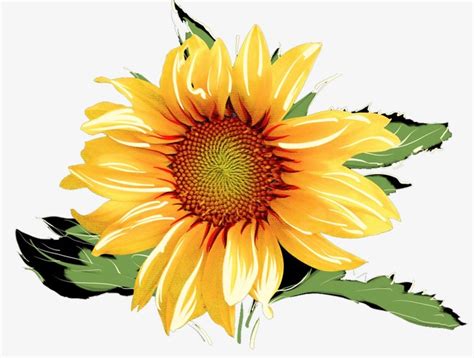 The best free Sunflower watercolor images. Download from 151 free ...