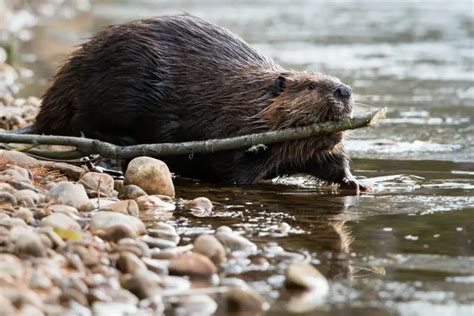 Beaver Symbolism: Unpicking The Spiritual Meaning And Dream Meaning Of Beavers - Spirit of Sapphire