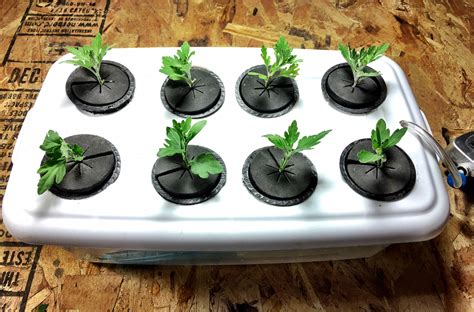 How To Clone A Plant Hydroponically | No Soil Solutions