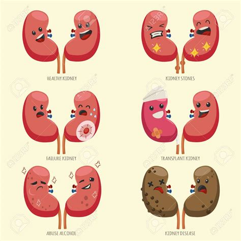 kidney cartoons clip art 10 free Cliparts | Download images on ...