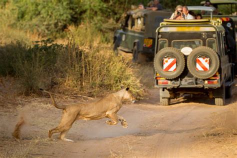 Lion Running After Prey