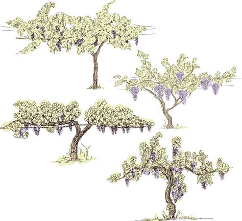 Grape Tree Illustrations, Royalty-Free Vector Graphics & Clip Art - iStock