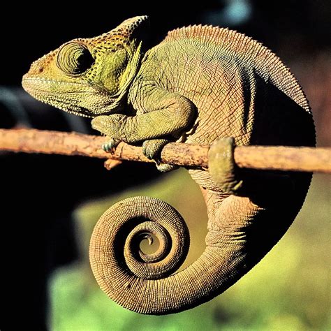 Ficha Tecnica Do Camaleão: Peso, Altura, Tamanho E Imagens | Mundo Ecologia