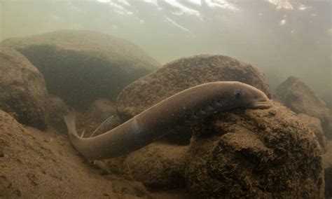 Funded By Pacific Lamprey Conservation Initiative, Biologists Use E-DNA To Track Presence Of ...